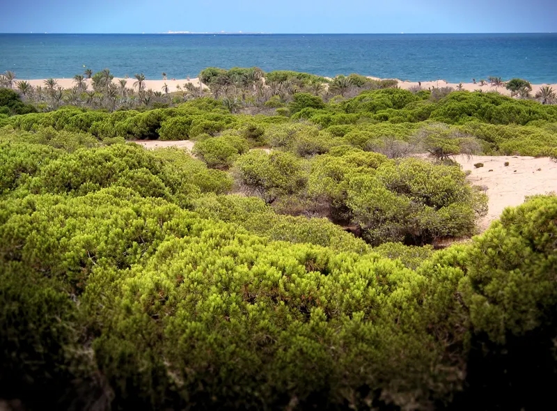 Dunas de Guardamar