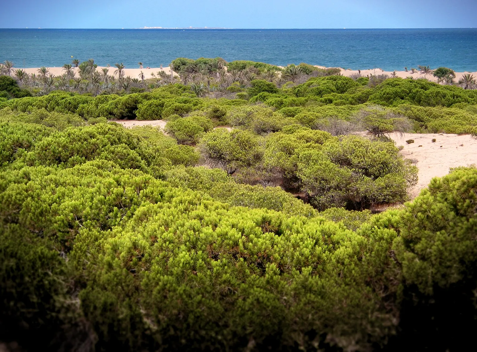 Dunas de Guardamar